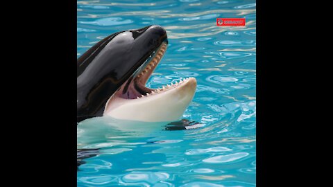 Orcas Seen Out in Galveston Beach, Texas