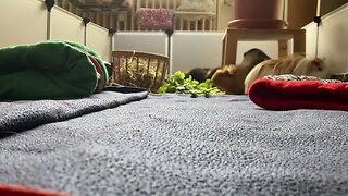 Guinea pigs control their clean home