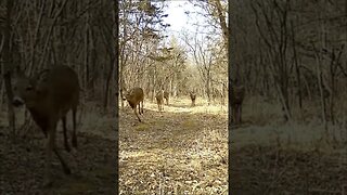 My PROPERTY Deer HERD!!!