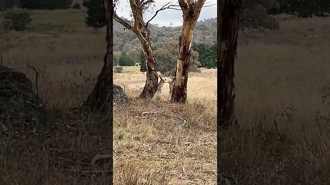 Nature is metal: Kangaroo deathmatch edition