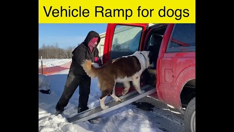 Vehicle dog ramp demonstration- St. Bernard