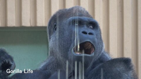 Dad Momotaro, "Shut up! to his sons ＠Gorilla