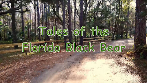 Tales of the Florida Black Bear