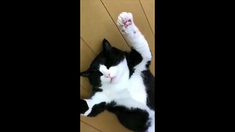 Funny animals 🙂😎😎funny moments 😎😚😎