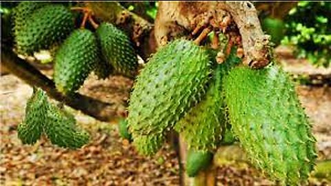 Awesome Soursop Fruit Farm and Harvest - Soursop Cultivation Agriculture Technology