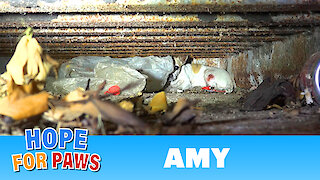 Amy - an injured Chihuahua hiding from rescuers. Find out how YOU can help her today!