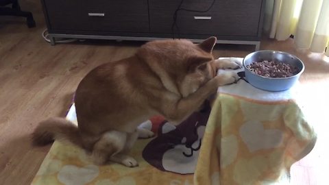 Dog Has Funny Ritual Before Eating Dinner