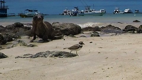 Baby sea lion tries to make friends with little bird on the beach