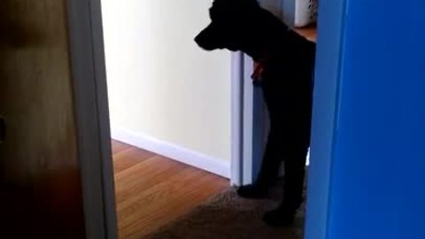 Big dog scared of birthday balloons