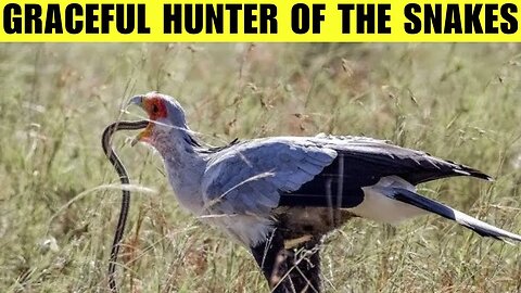Bird of prey | Graceful Hunter of the African Savannah