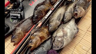 Spearfishing for Rockfish in Monterey