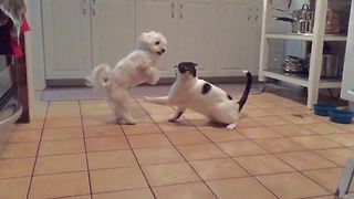 Cat VS Dog In Slow-Mo Battle