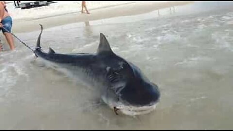 Tubarão-tigre gigante é capturado durante pesca