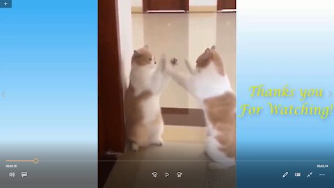 Two Cats funny video