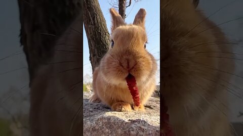 Guess what the little rabbit eats