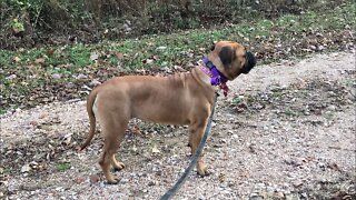 8 month old Bullmastiff LonelyCreek Roxanna