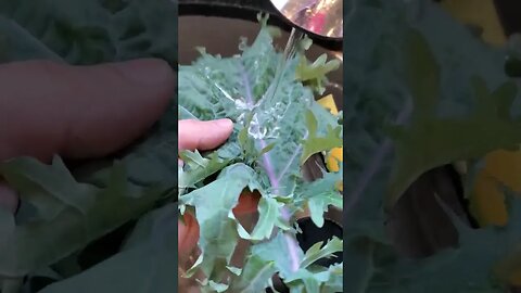 A cool thing about kale