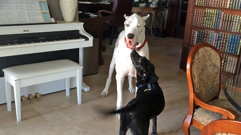 Patient Great Danes tolerate pesky puppies