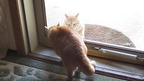 "Cats Howling At Each Other Through Glass Door"