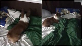 This kid has a different kind of alarm clock: his dog