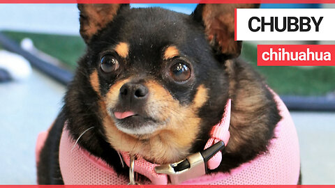 An obese Chihuahua who could barely move has shed more than half her body weight