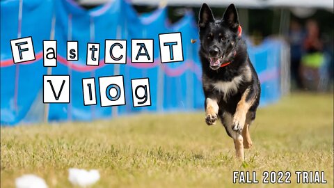 AKC FastCAT Vlog - Fall 2022 Trial