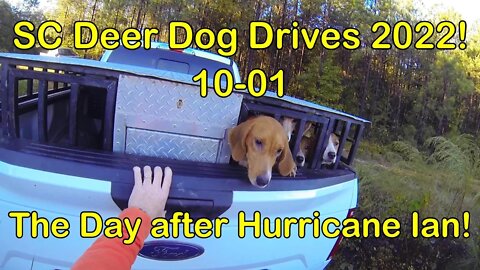 SC Deer Dog Drives 2022! 10-01... The Day After Hurricane Ian!