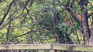 Cardinal fledgling hiding in shrubs
