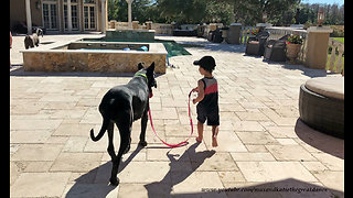 Toddler takes gentle Great Dane for first walk together