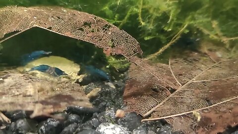 Blue Dream Shrimp Eating Time