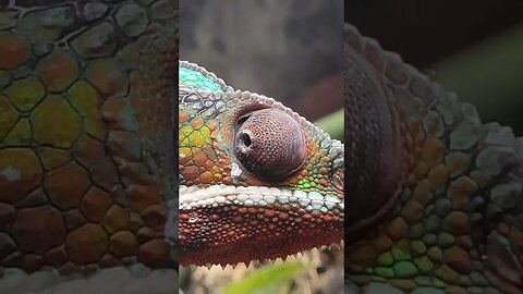 Cute Chameleon