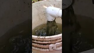 Aquaponic filter gunk clean out #shorts