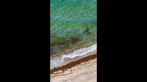 Shark Attack on Fort Lauderdale beach