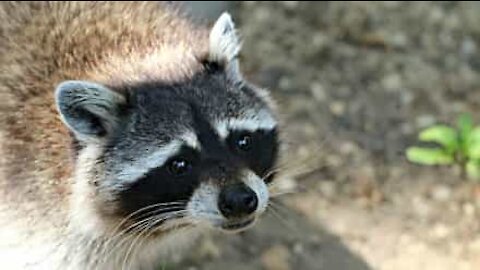 La prise de ce raton laveur est trop lourde pour lui