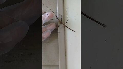 Walking Stick Bug || It's Missing a leg