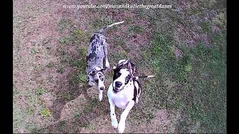 Potensic D58 Drone's View Of Two Funny Leaping Great Danes