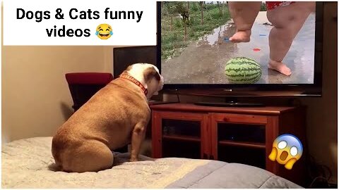 Dogs & Cats funny reaction videos