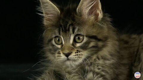 Maine Coon kitty Olly Grey Claw's.