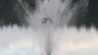 An Unfortunate Bird Gets Launched Off A Lake Fountain And Goes Head First Back To The Lake