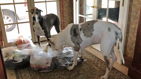 Great Danes help send donations to victims of Hurricane Harvey