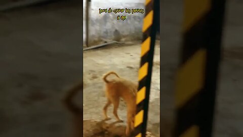 Hora de estirar las patitas! #tacuarembó #uruguay (16/05/2023)