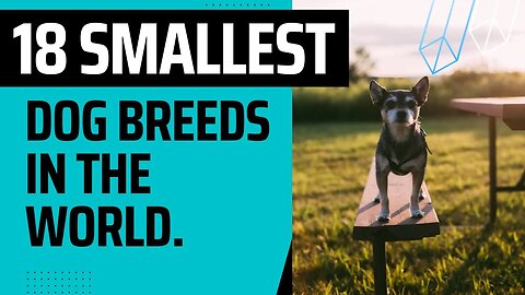 18 Smallest dog Breeds in the World.