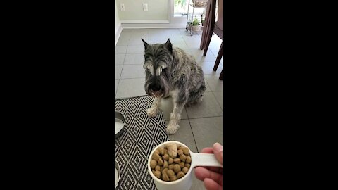 Dinner Time for Fafner the Schnauzer