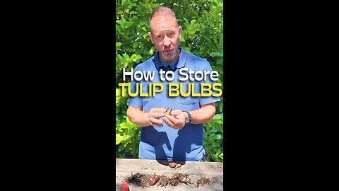 Digging Up and Storing Tulip Bulbs