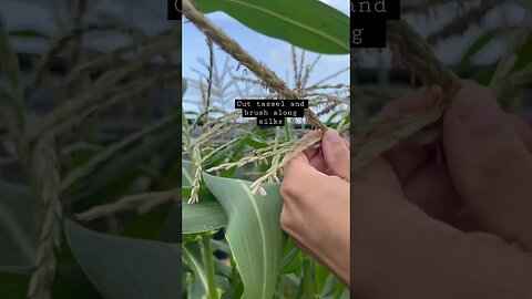 Hand Pollination of Corn