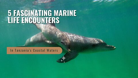 5 Fascinating Marine Life Encounters in Tanzania's Coastal Waters