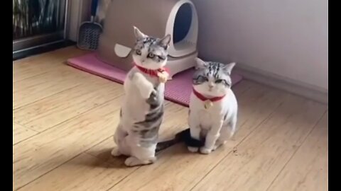 Cat funny video, cute cat