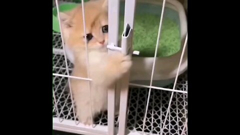 funniest kitten trying to open 😻 trending video