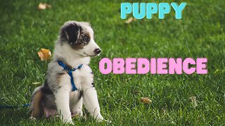 Puppy Obedience - Getting Started on the Right Paw
