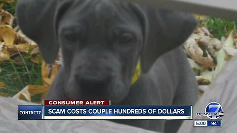 An Arvada couple is warning would-be pet owners of an elaborate puppy scam